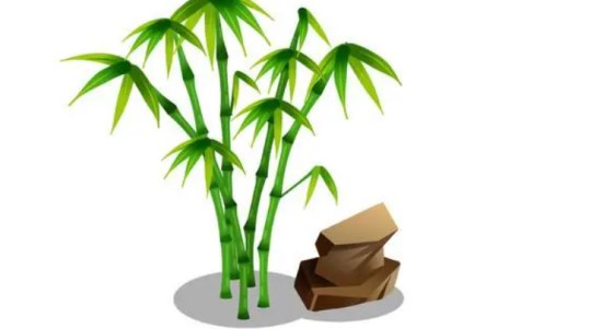 風水中屋內(nèi)養(yǎng)什么花最好 屋內(nèi)風水吉祥花推薦