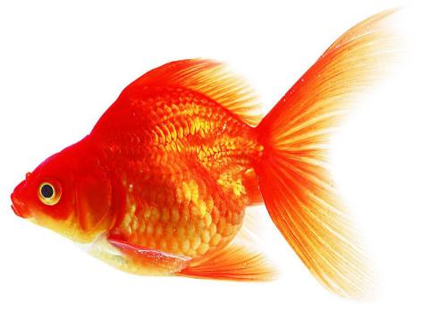 今天為你們講解，做夢(mèng)夢(mèng)到魚(yú)是什么意思？