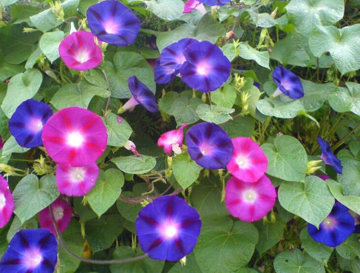 十二生肖，各有各的“幸運花”，愛花的人別養(yǎng)錯了